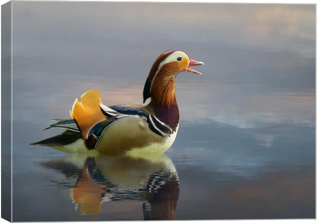 Mandarin duck floats on Ellesmere Mere to a clear reflection of  Canvas Print by Steve Heap