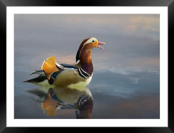Mandarin duck floats on Ellesmere Mere to a clear reflection of  Framed Mounted Print by Steve Heap