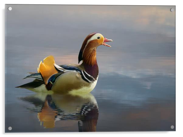 Mandarin duck floats on Ellesmere Mere to a clear reflection of  Acrylic by Steve Heap
