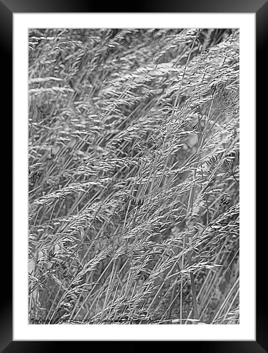 Whimsical Symphony of Bending Grass Framed Mounted Print by Cliff Kinch