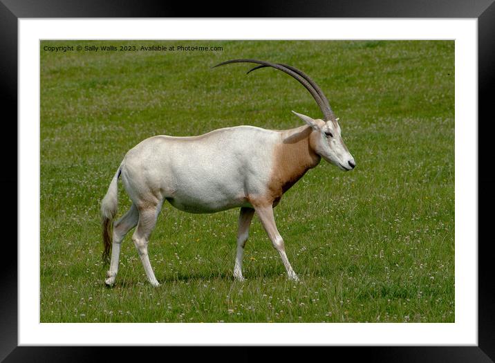 Scimitar Horned Oryx with magnificent horns Framed Mounted Print by Sally Wallis