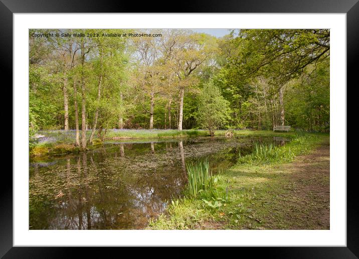 Bench & woodland pond Framed Mounted Print by Sally Wallis