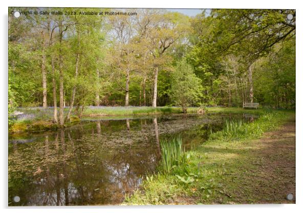 Bench & woodland pond Acrylic by Sally Wallis