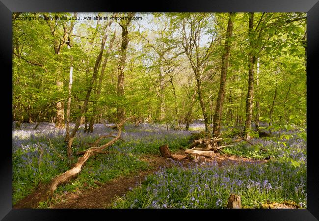 Sussex Bluebell woods Framed Print by Sally Wallis