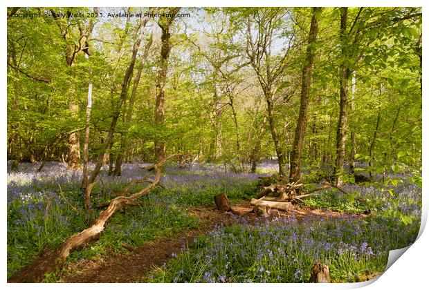 Sussex Bluebell woods Print by Sally Wallis