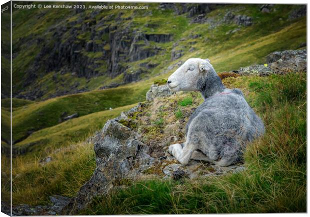 Chilling Out in the Lake District Canvas Print by Lee Kershaw