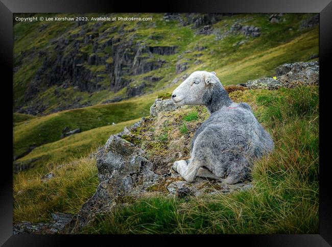 Chilling Out in the Lake District Framed Print by Lee Kershaw