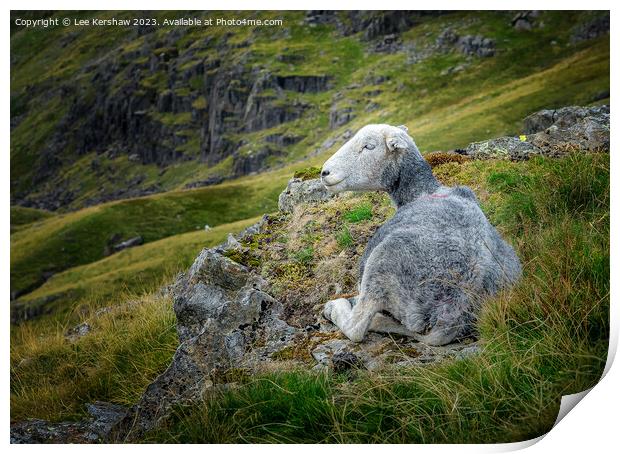 Chilling Out in the Lake District Print by Lee Kershaw