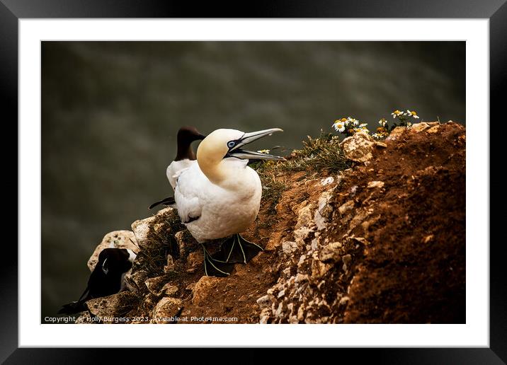 Gannet's Graceful Sojourn at Bempton Edge Framed Mounted Print by Holly Burgess