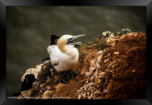 Gannet's Graceful Sojourn at Bempton Edge Framed Print by Holly Burgess