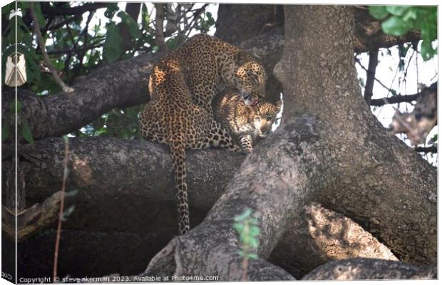 Female Leopard and cub Canvas Print by steve akerman