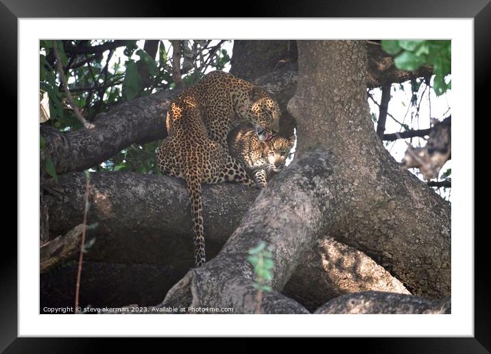 Female Leopard and cub Framed Mounted Print by steve akerman