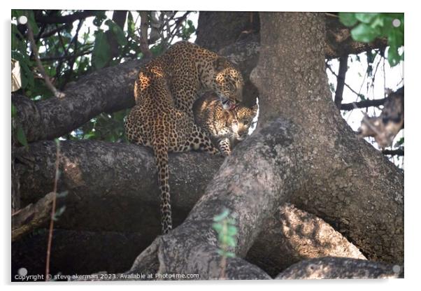 Female Leopard and cub Acrylic by steve akerman