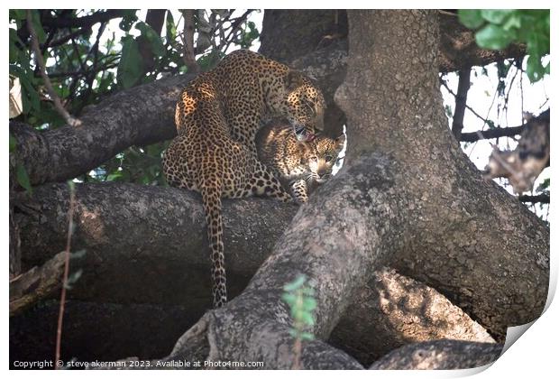 Female Leopard and cub Print by steve akerman