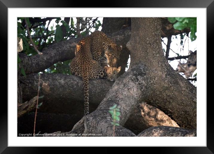 A female Leopard and her cub resting in a tree in Zambia Framed Mounted Print by steve akerman