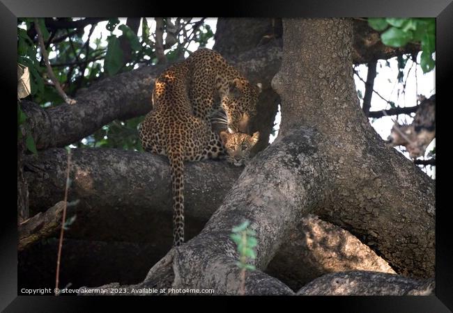 A female Leopard and her cub resting in a tree in Zambia Framed Print by steve akerman