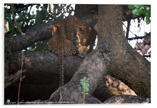 A female Leopard and her cub resting in a tree in Zambia Acrylic by steve akerman