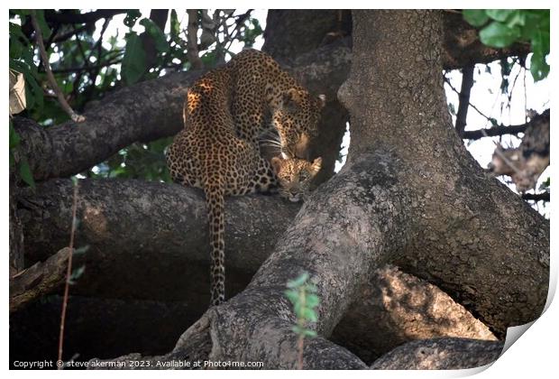 A female Leopard and her cub resting in a tree in Zambia Print by steve akerman