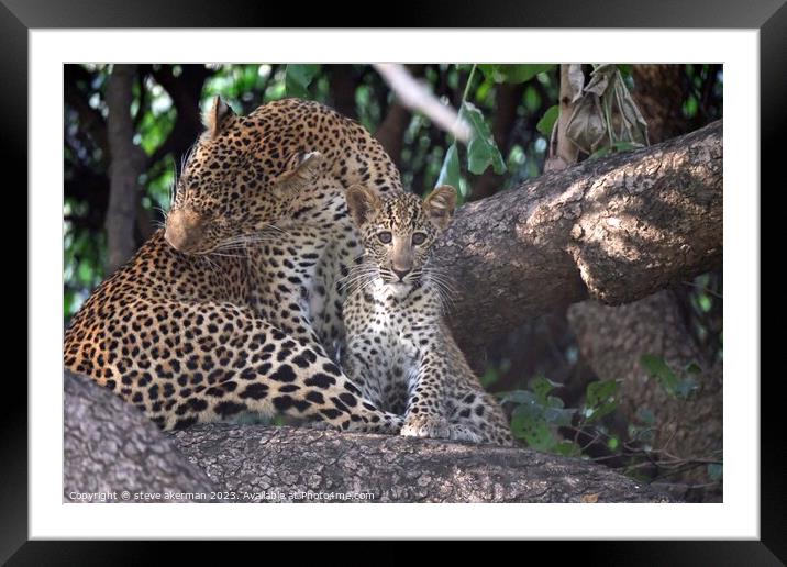 Female leopard in a tree with her cub Framed Mounted Print by steve akerman