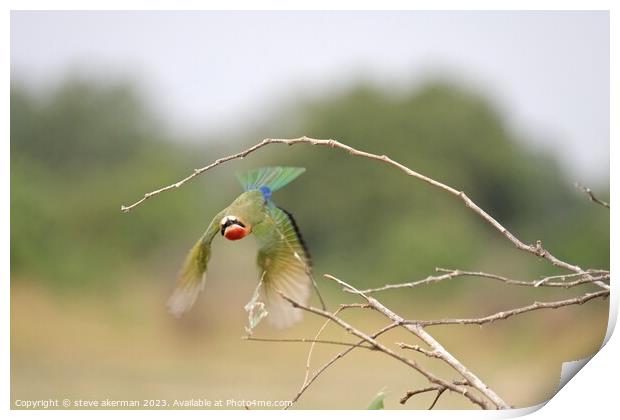 Small bee eater in flight.  Print by steve akerman