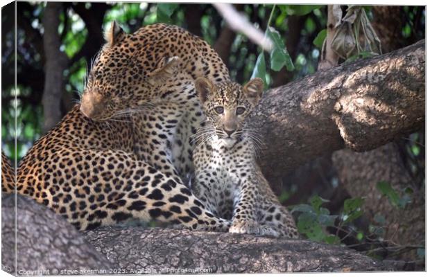 Leopard cub and mother in tree Canvas Print by steve akerman