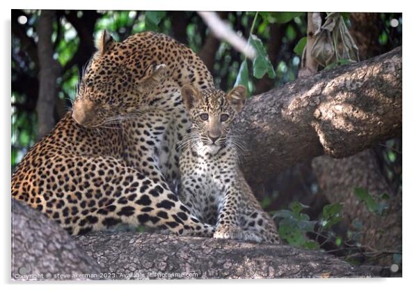 Leopard cub and mother in tree Acrylic by steve akerman