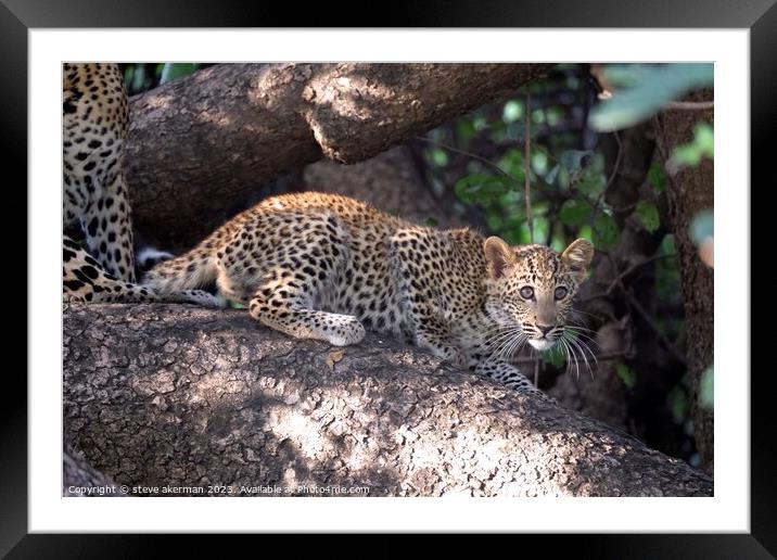 Leopard cub in a tree Framed Mounted Print by steve akerman