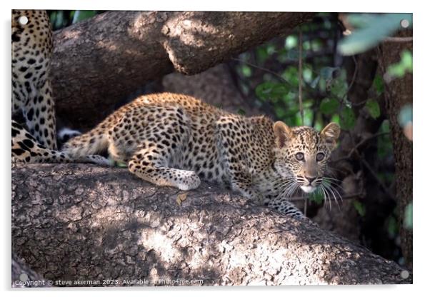 Leopard cub in a tree Acrylic by steve akerman