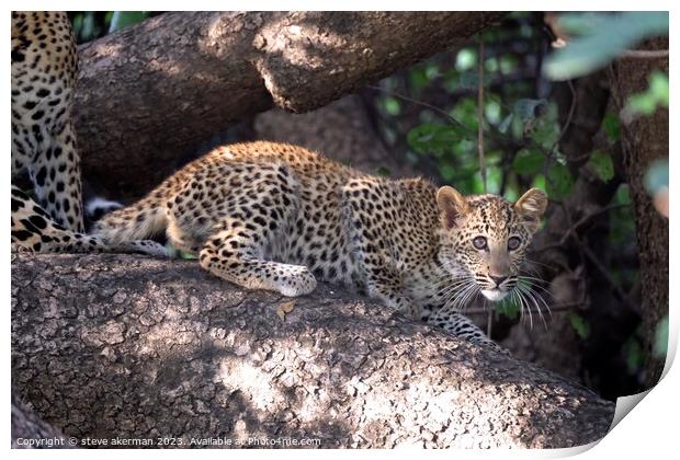 Leopard cub in a tree Print by steve akerman