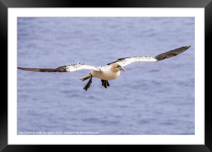 North Atlantic Gannet at Brampton Cliffs Framed Mounted Print by Holly Burgess