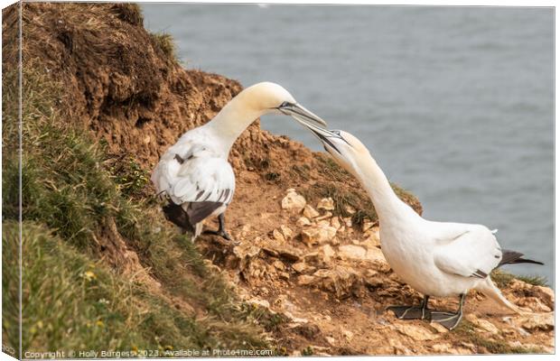 Northern Gannets' Cliff-top Sojourn in Yorkshire Canvas Print by Holly Burgess