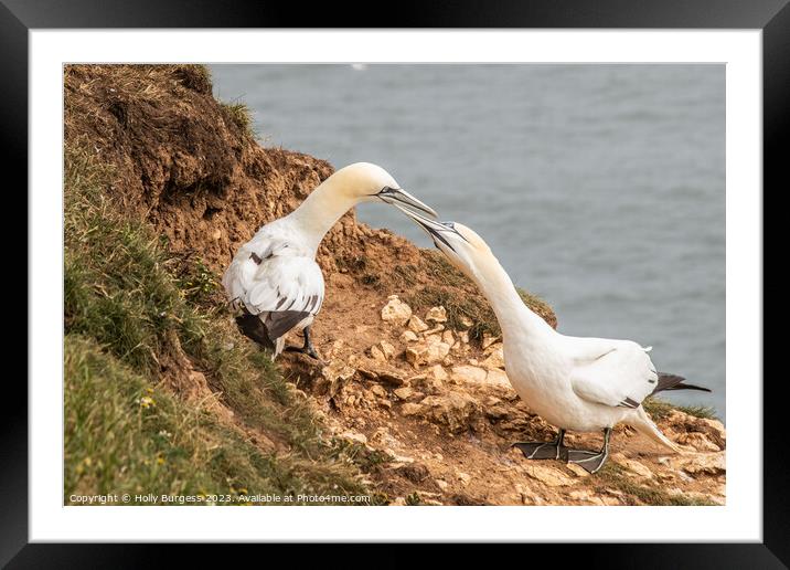 Northern Gannets' Cliff-top Sojourn in Yorkshire Framed Mounted Print by Holly Burgess
