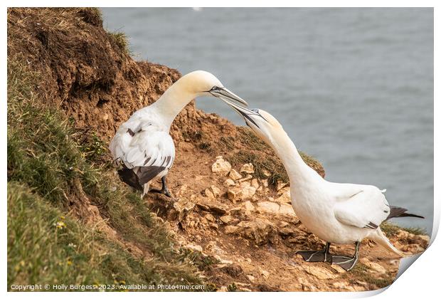 Northern Gannets' Cliff-top Sojourn in Yorkshire Print by Holly Burgess