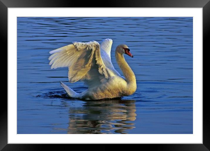 Mute Swan Framed Mounted Print by Doug McRae