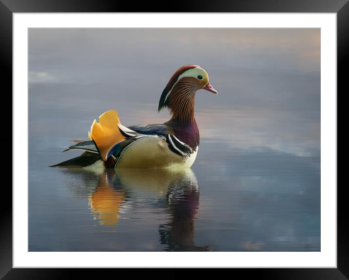 View across the Ellesmere Mere to a clear reflection of distant  Framed Mounted Print by Steve Heap