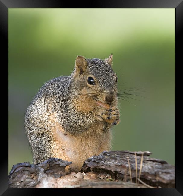 Something to eat? Framed Print by Sergey Golotvin