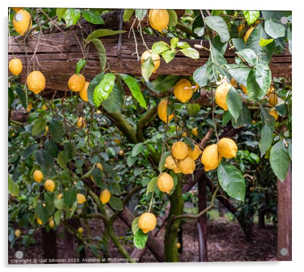 Visting a lemon farm on the Amalfi coast , Italy  Acrylic by Gail Johnson