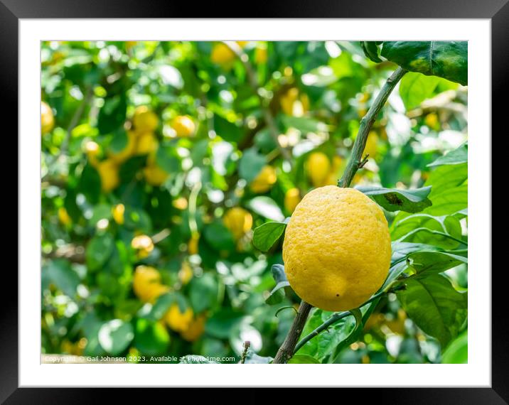 Visting a lemon farm on the Amalfi coast , Italy  Framed Mounted Print by Gail Johnson