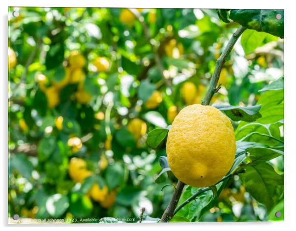 Visting a lemon farm on the Amalfi coast , Italy  Acrylic by Gail Johnson