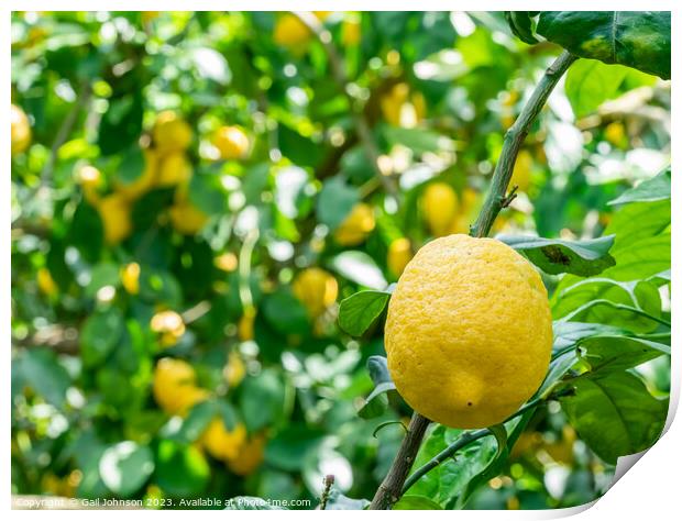 Visting a lemon farm on the Amalfi coast , Italy  Print by Gail Johnson