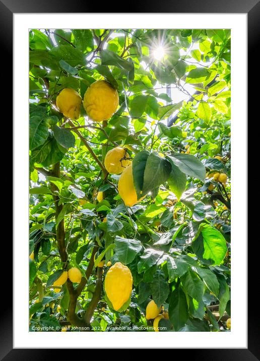 Visting a lemon farm on the Amalfi coast , Italy  Framed Mounted Print by Gail Johnson