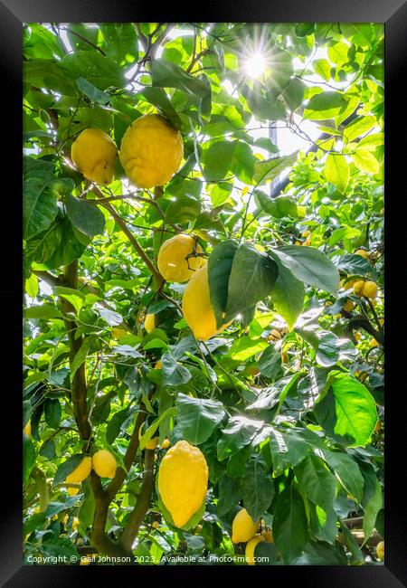Visting a lemon farm on the Amalfi coast , Italy  Framed Print by Gail Johnson
