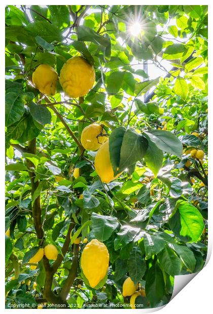 Visting a lemon farm on the Amalfi coast , Italy  Print by Gail Johnson