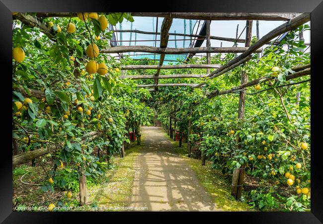 Visting a lemon farm on the Amalfi coast , Italy  Framed Print by Gail Johnson