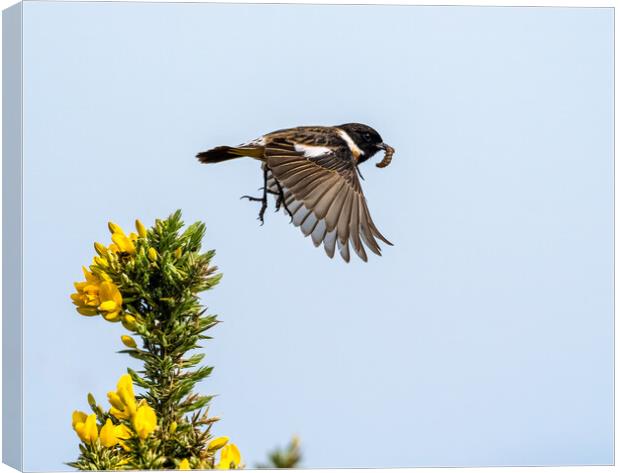Stonechat Flying to Feed Young.  Canvas Print by Colin Allen