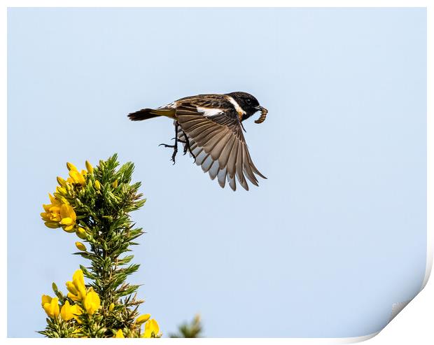 Stonechat Flying to Feed Young.  Print by Colin Allen