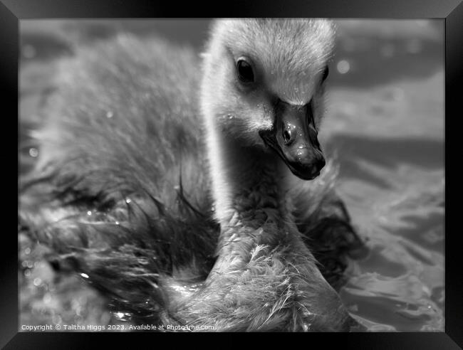 The duckling Framed Print by Talitha Higgs