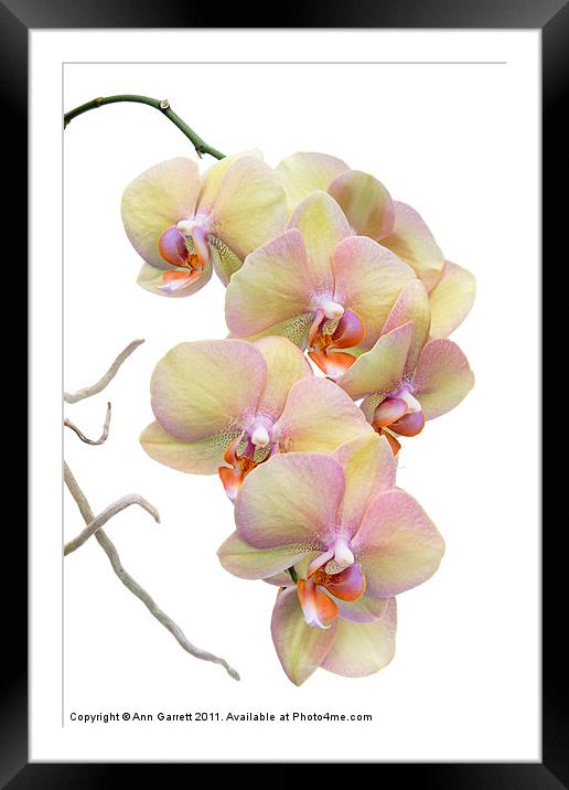 Yellow Orchids Framed Mounted Print by Ann Garrett