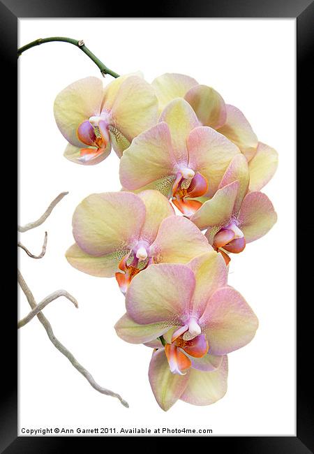 Yellow Orchids Framed Print by Ann Garrett