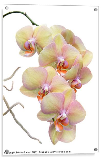 Yellow Orchids Acrylic by Ann Garrett